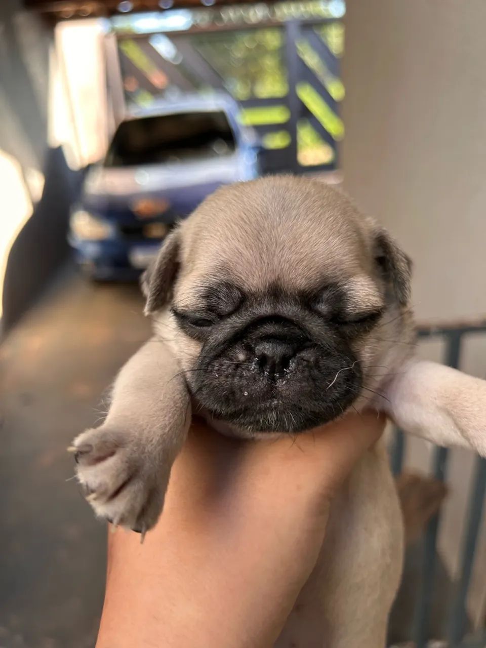 Filhotes de pug - Foto 4