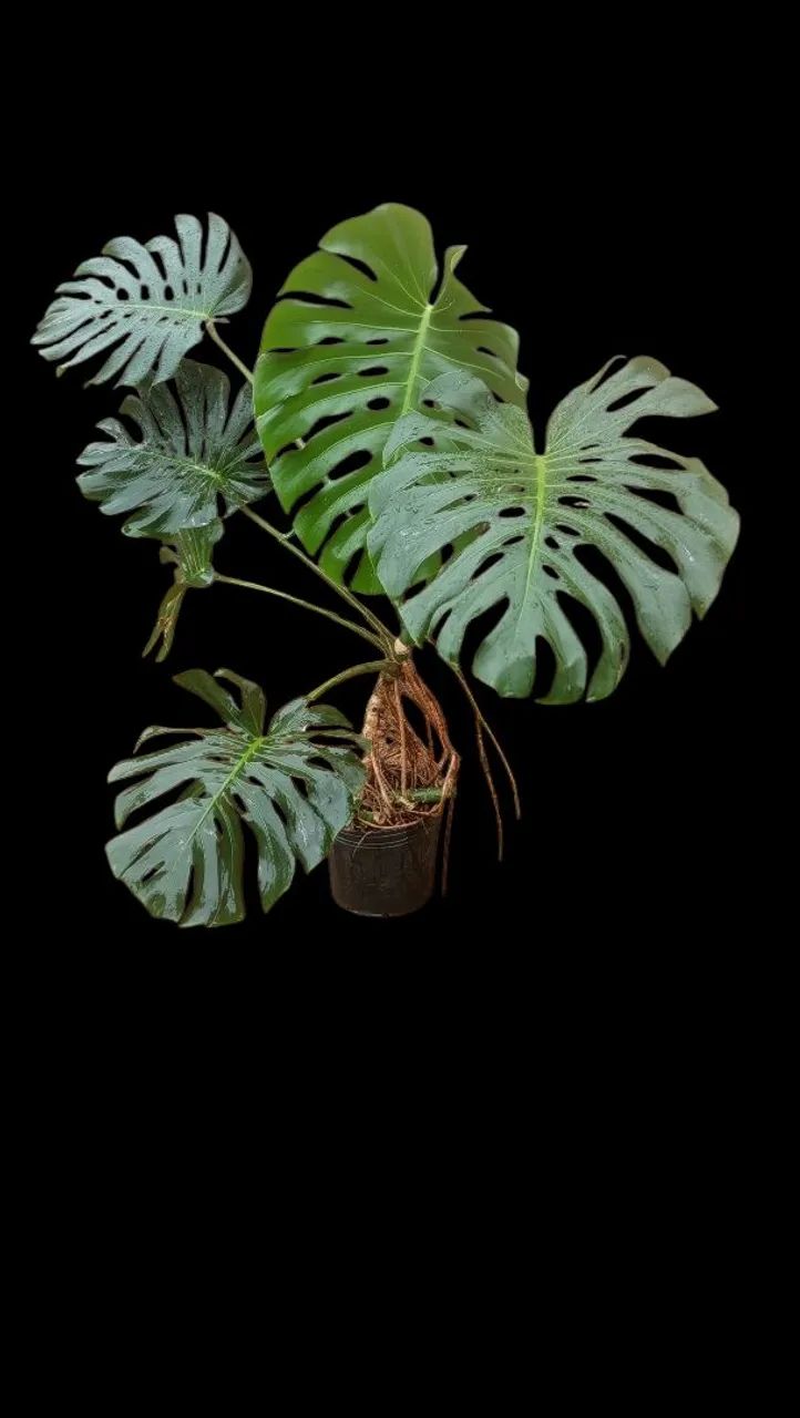 Costela de adão Monstera deliciosa - Foto 2