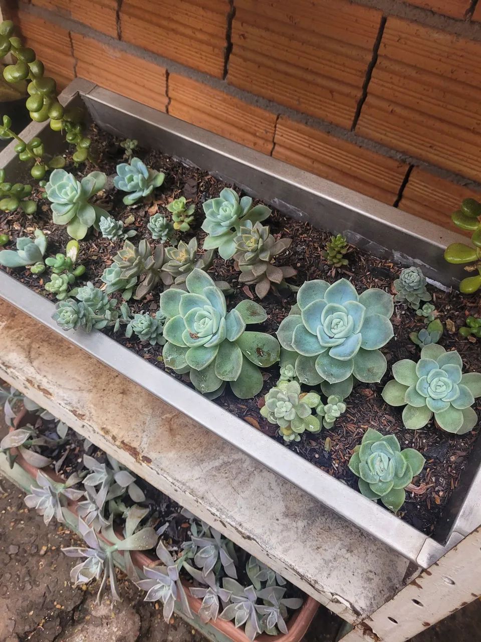 Suculenta e cactos - Foto 3