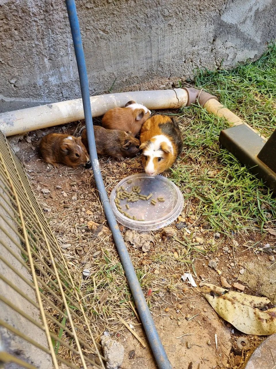 PORQUINHO DA INDIA,  VENDO