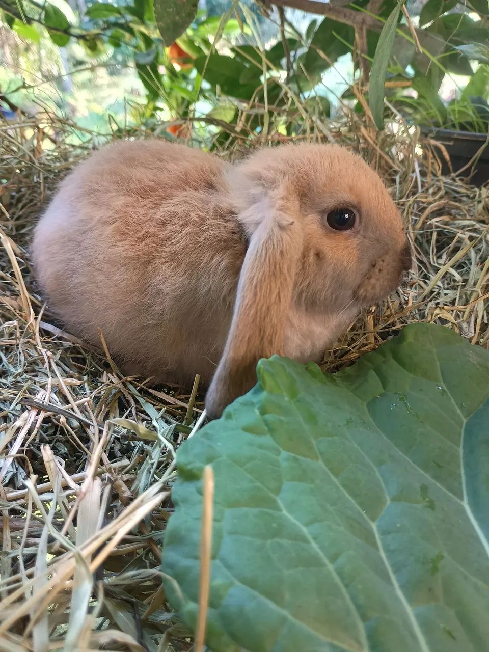 Mini coelho - minilop - mini angorá  - Foto 2
