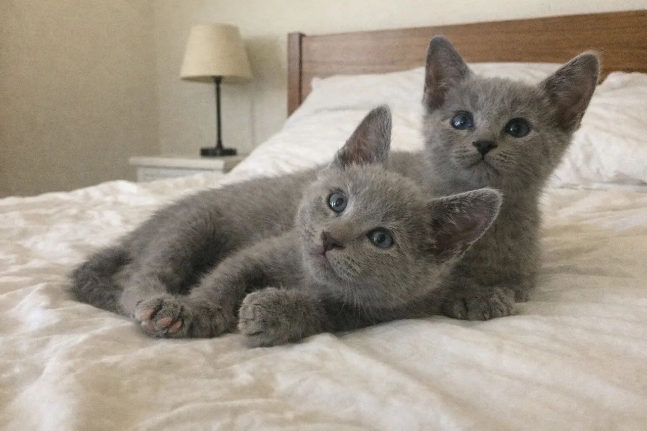 Russian Blue Machinho!