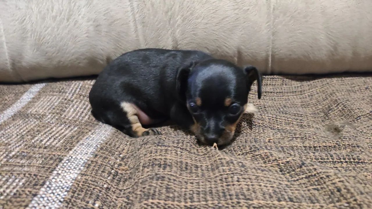 Pinscher  - Foto 4