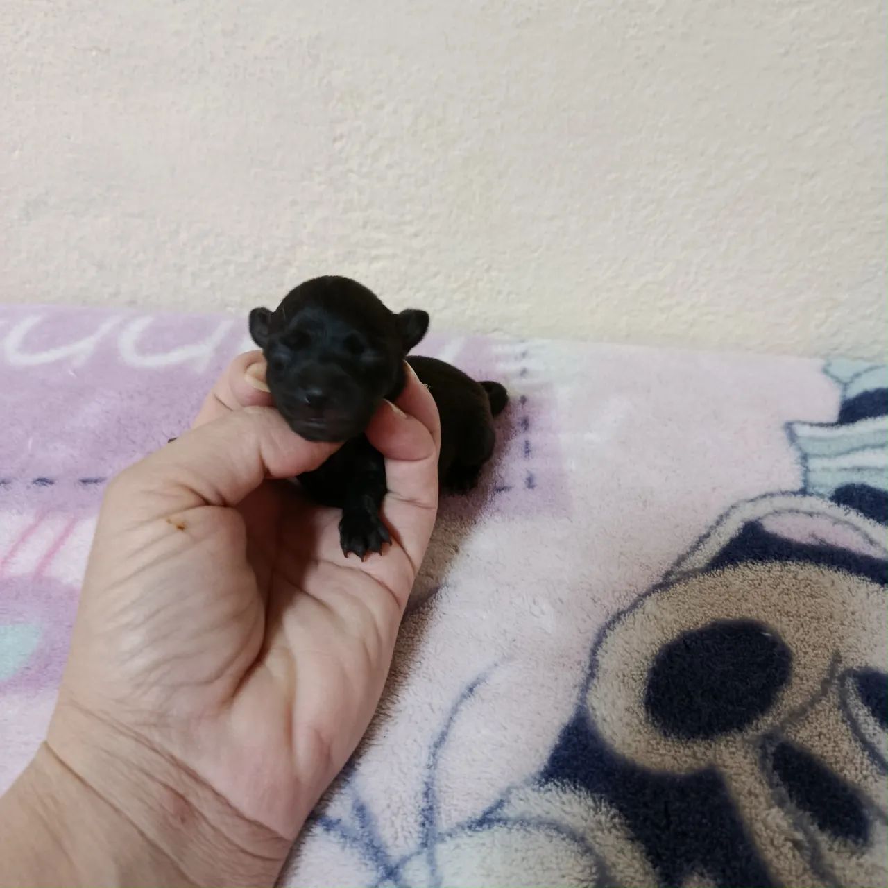 Pinscher - Foto 5