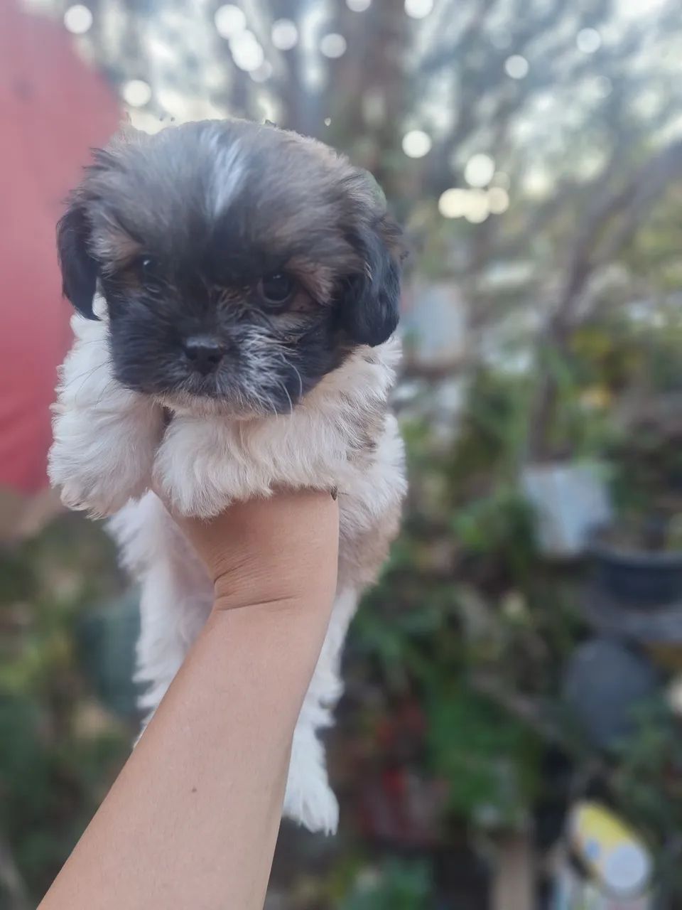 Vende se cachorro 