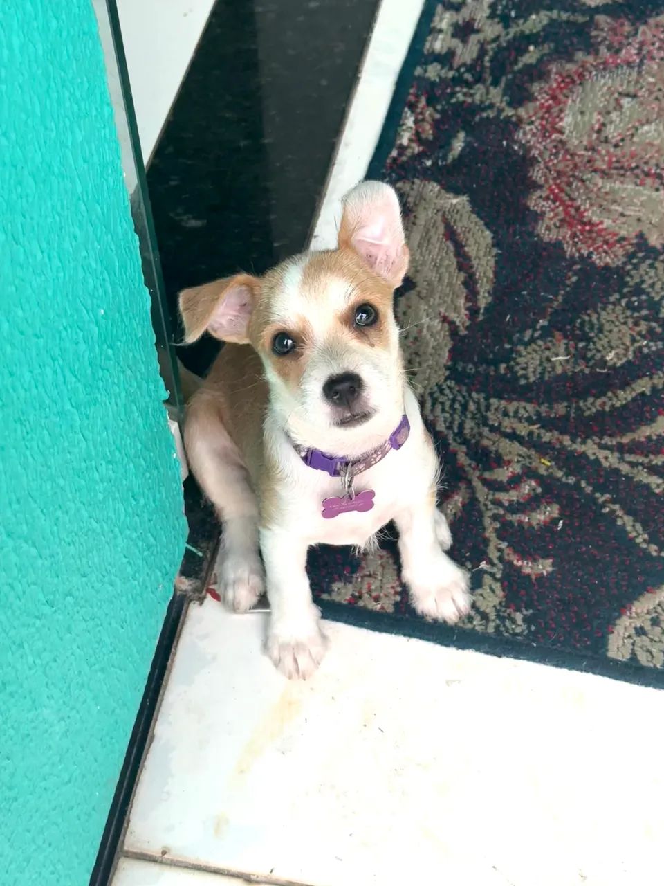 Cachorra filhote  - Foto 2