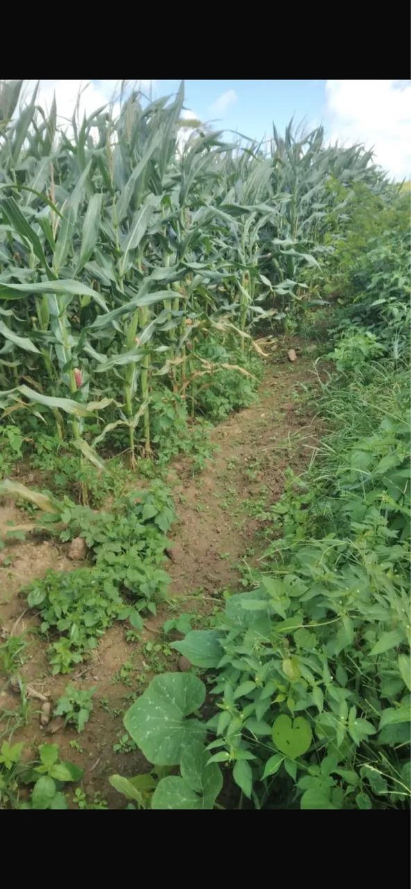 60 tarefa de milho para silo  - Foto 2
