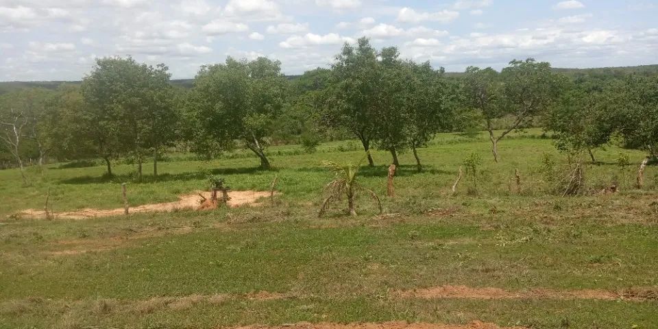 Fazenda com 98 hectares - Foto 4
