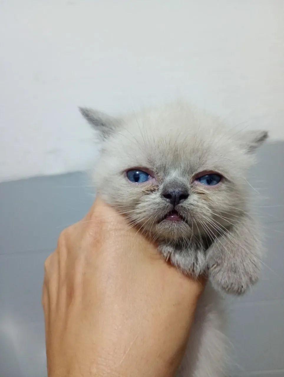 Gato persa macho cinza com creme.  - Foto 4