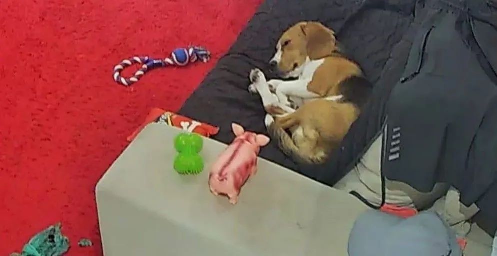 Venda solidaria de beagle - Foto 3