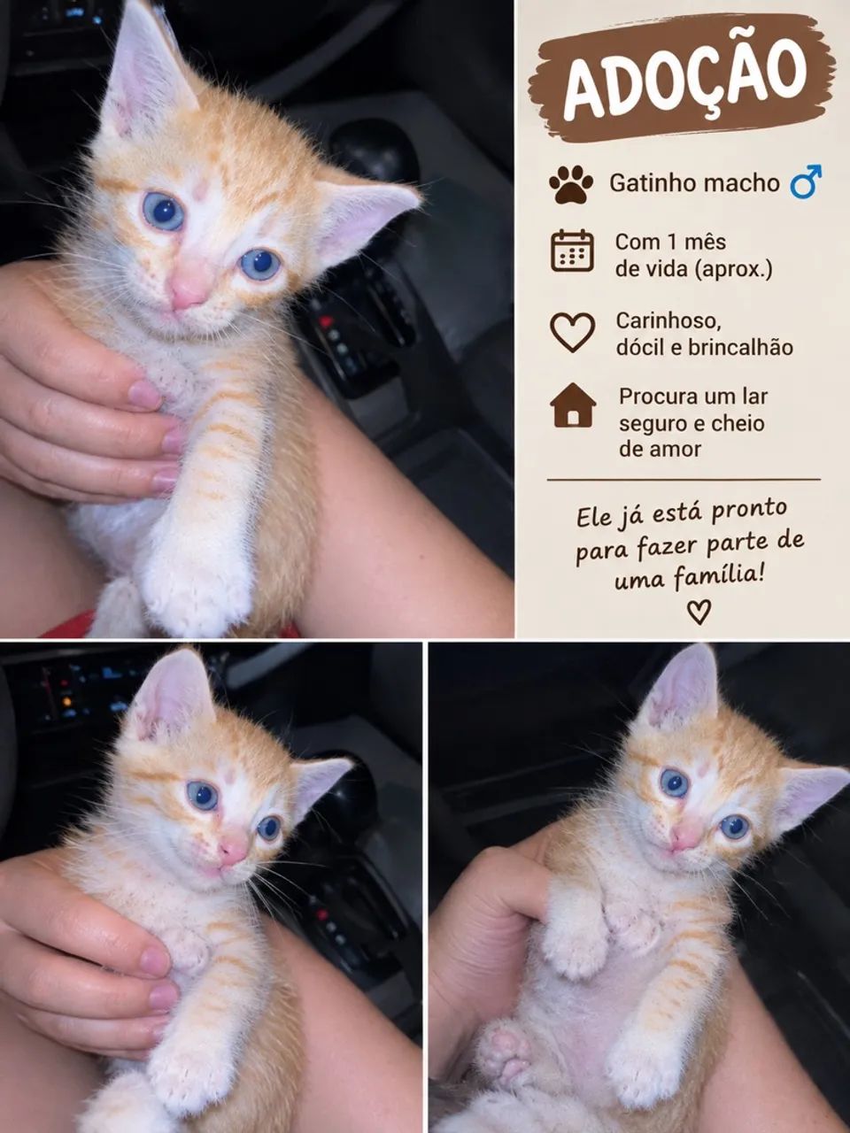 Gato macho adoção 