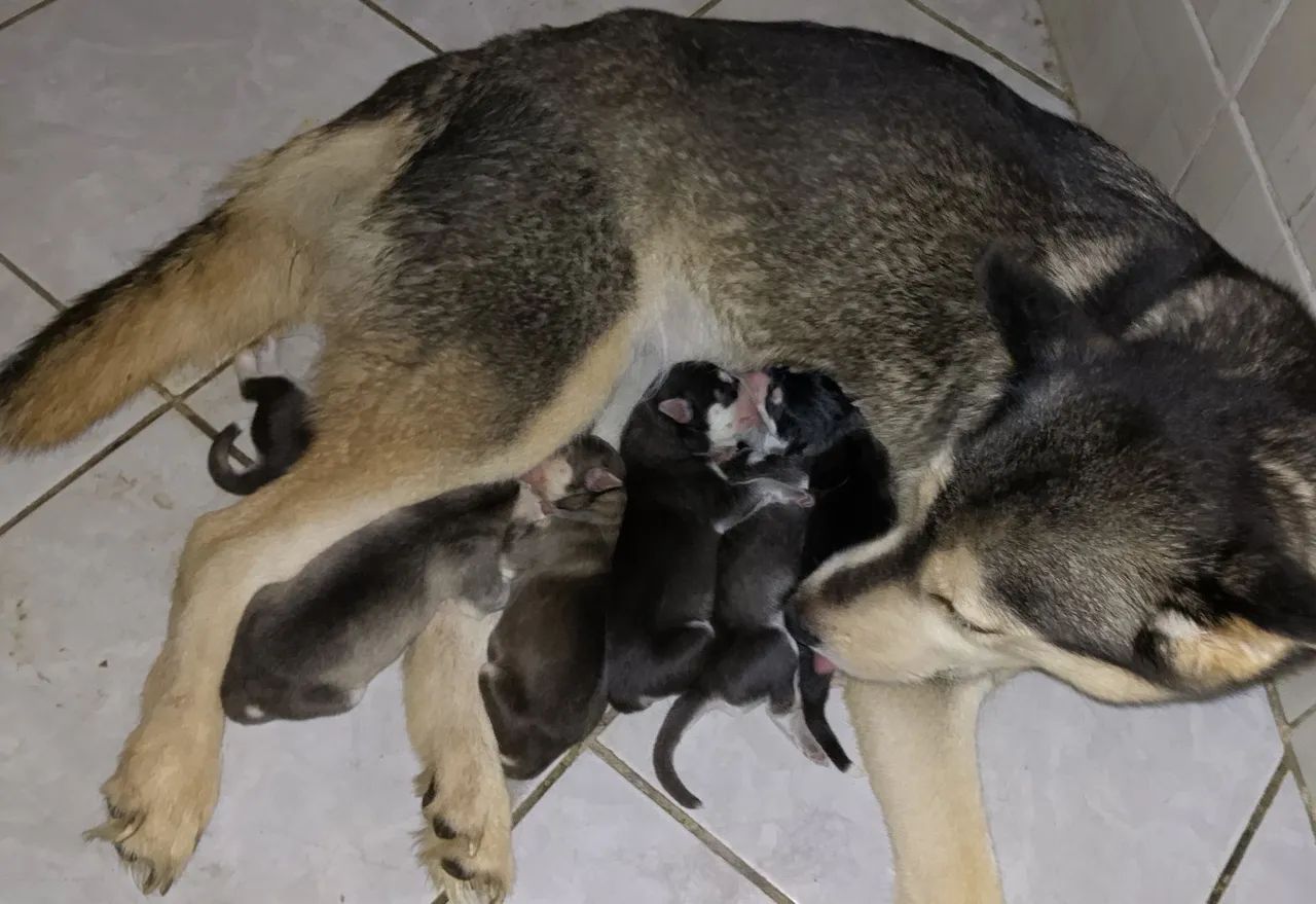 Filhotes de Husky Siberiano - Foto 4