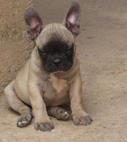 Buldogue macho