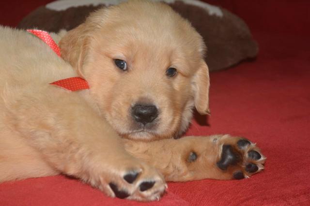Filhotes de Golden Retriever com pedigree, linhagem de campeões - Foto 4