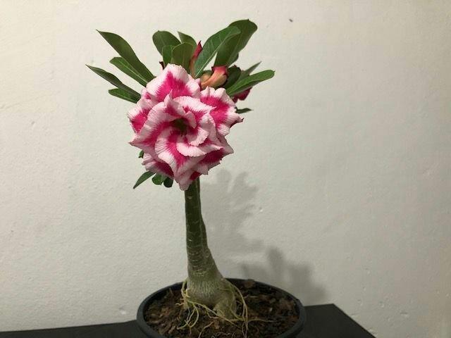 Rosas e plantas - Foto 2
