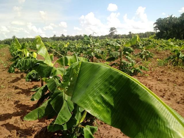 Fazenda no Mato Grosso em Rosário Oeste com 784 Hectares - Foto 11