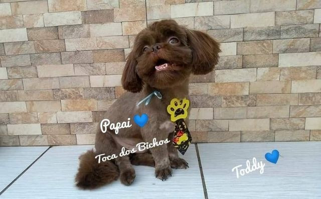 1Filhote Shih Tzu Chocolate sólido disponível p reserva - Foto 2