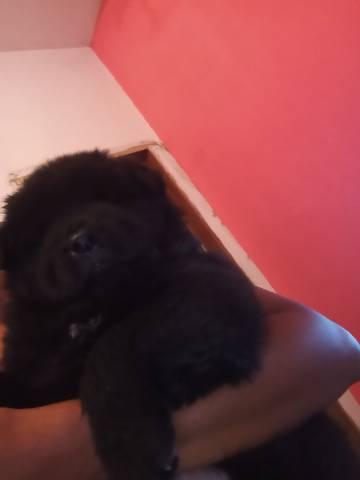 Cachorro - Foto 4
