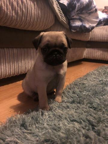 Pug machos e femeas, abricots e pretos/a pronta entrega. - Foto 3