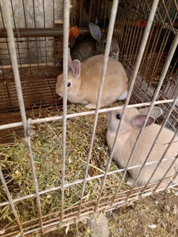 Mini coelhos - Foto 5