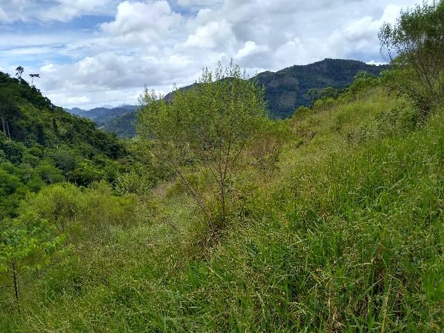 Sítio Viana meia legue 5 alqueires - Foto 3