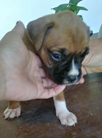 Lindos Filhotes Boxer - Foto 2