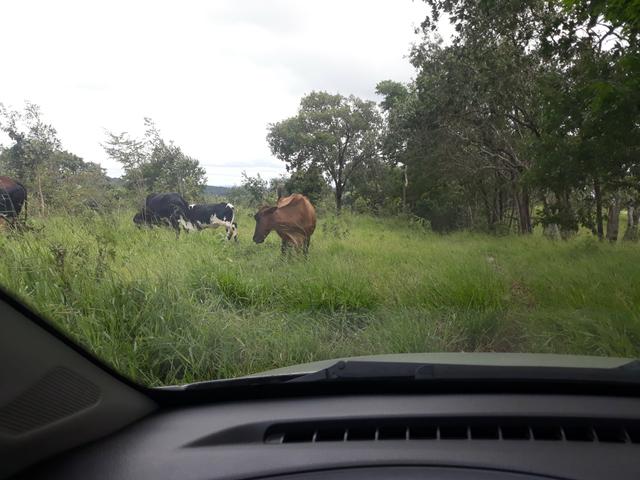 Fazendo no morro agudo em catalão - Foto 2