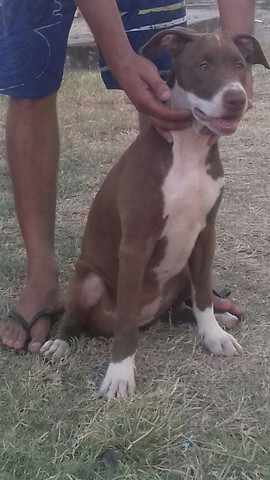 Filhotes de pitbull pra troca em smart e celulares - Foto 2