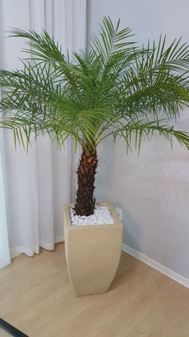 Palmeira fênix natural com vaso