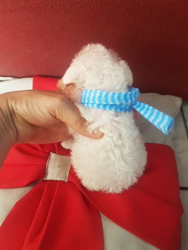 Poodle Micro Mini Toyzinhos Cach