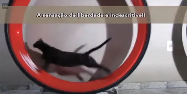 jogo gatinho,Enriquecimento para gatos dobrável