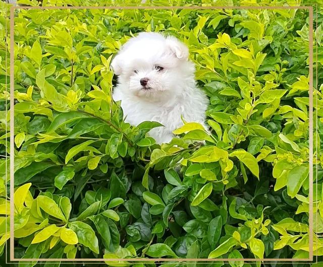 Maltês Terrier micro legítimos Pedigree CBKC!! - Foto 4