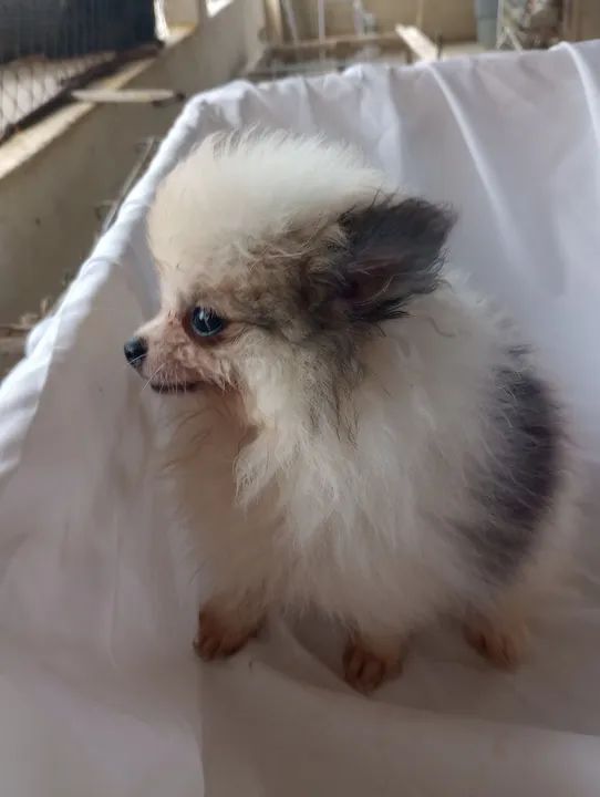 Filhote de Spitz Alemão