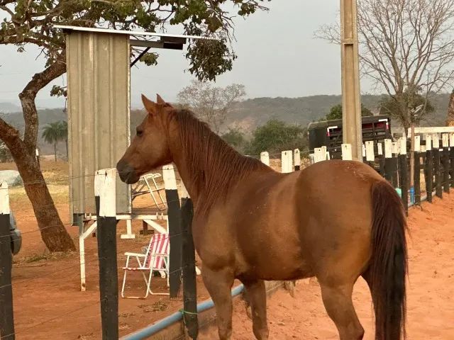 Quarto de Milha Team Penning/Ranch Sorting - Foto 4