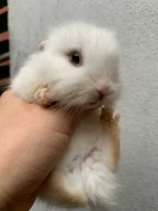 Mini Coelhos Lindos  - Foto 4