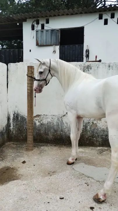 Cavalo manga larga Machador filho do shake alfar cristal pvb