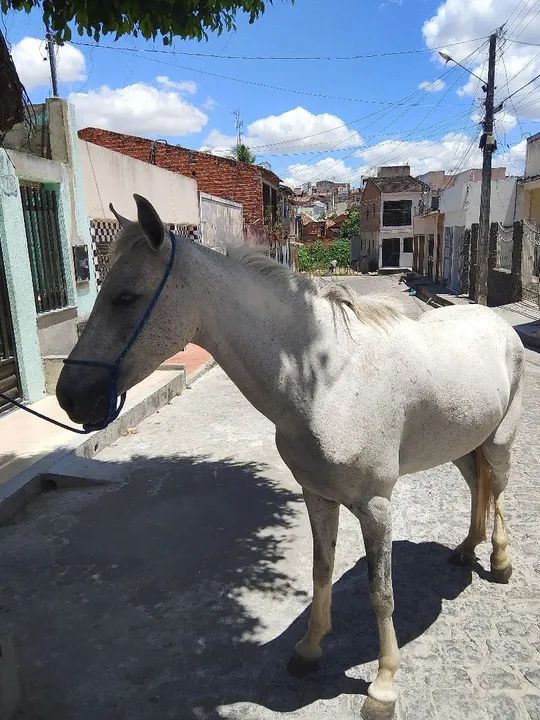 Egua tordilha, mais potra de pelagem pampa 