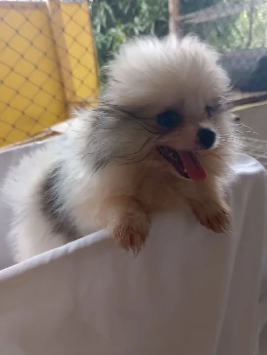 Filhote de Spitz Alemão - Foto 2