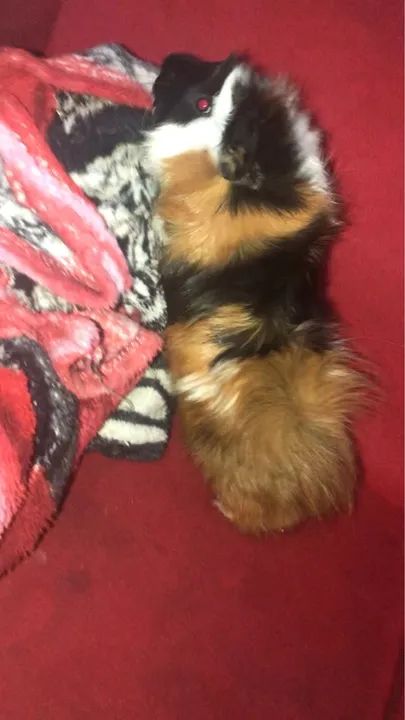 Porquinho da Índia - Foto 3