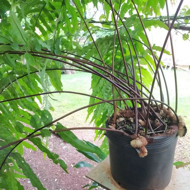 Samambaia Amazonas Gigante 