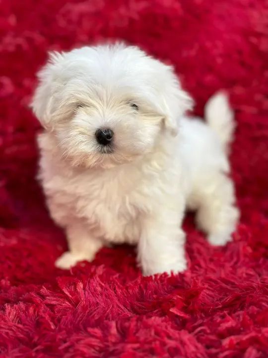 Maltês. Lindo machinho disponível! - Foto 2