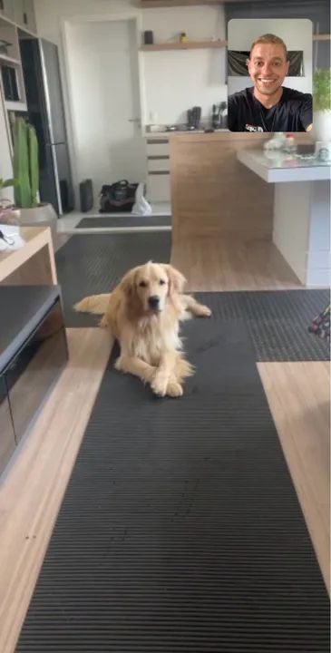 Adestramento de cães on-line 