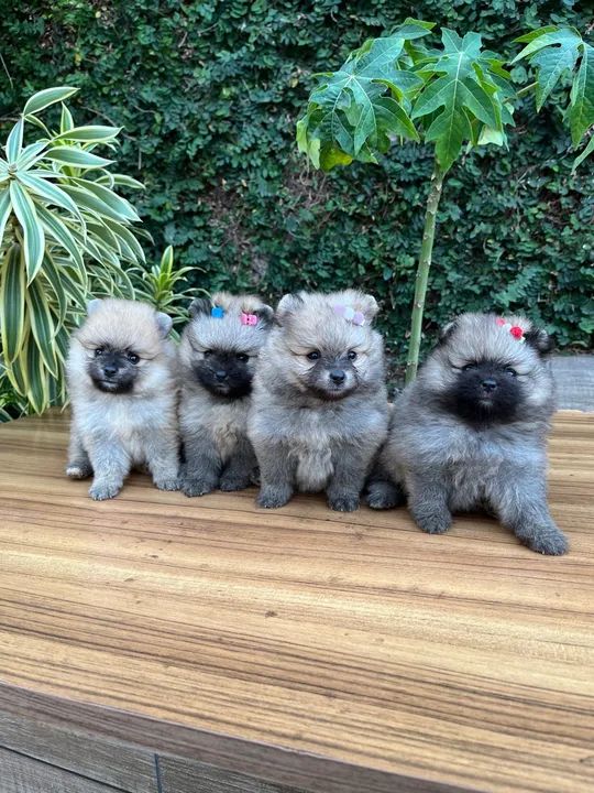 Spitz Alemão anão/ Lulu da Pomerânea anão - Foto 5