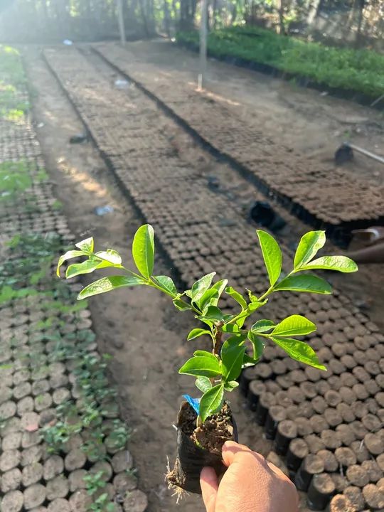 Mudas de acerola junco  - Foto 2