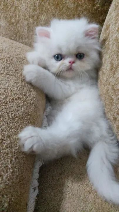 Persas a pronta entrega  - Foto 5