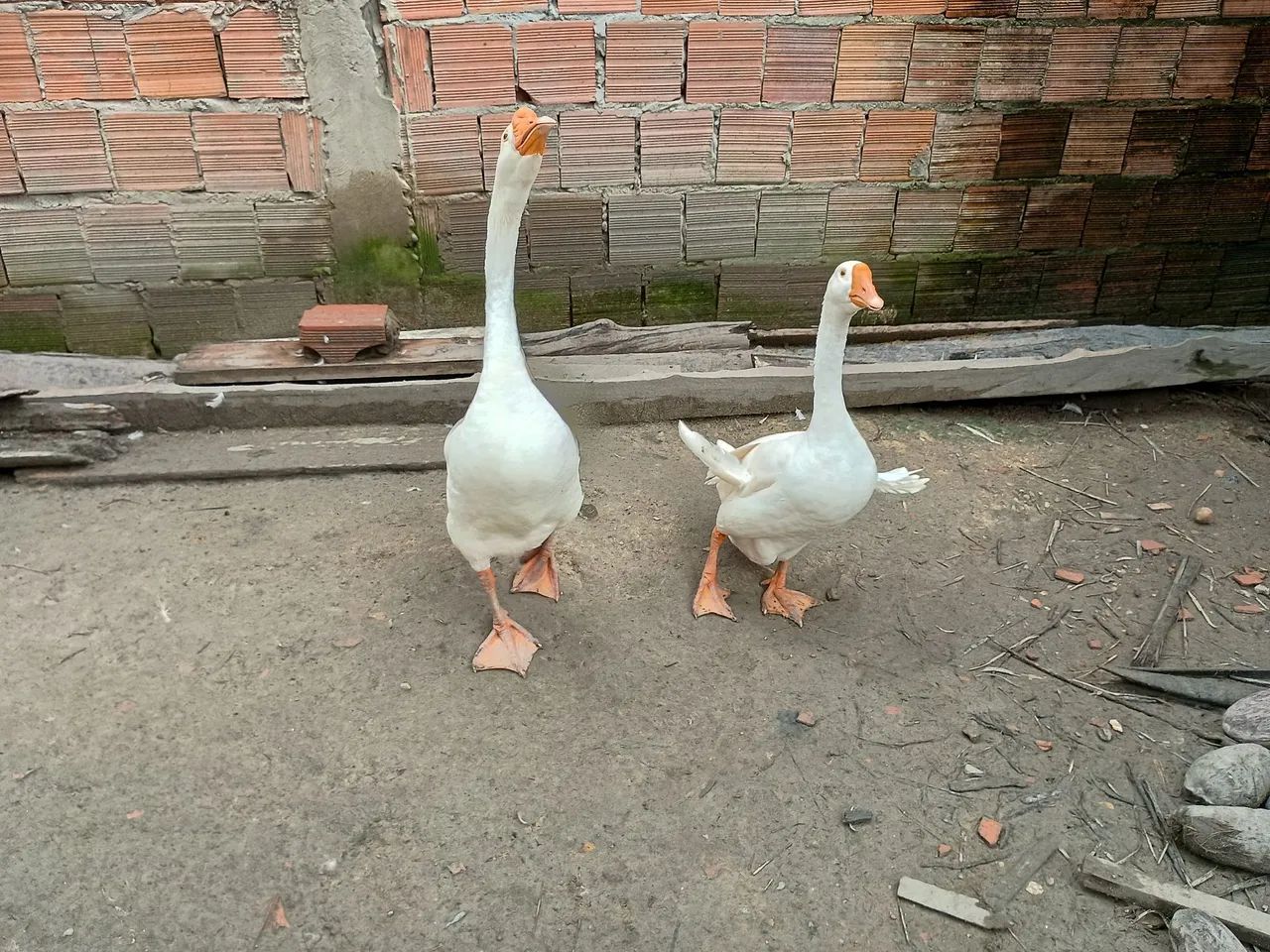 Casal de gansos  - Foto 3