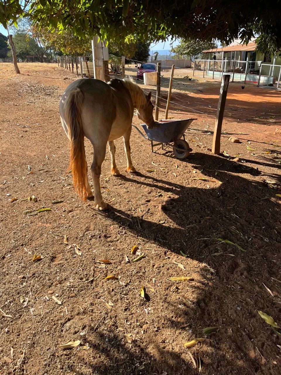 Égua crioula P.O - Foto 2