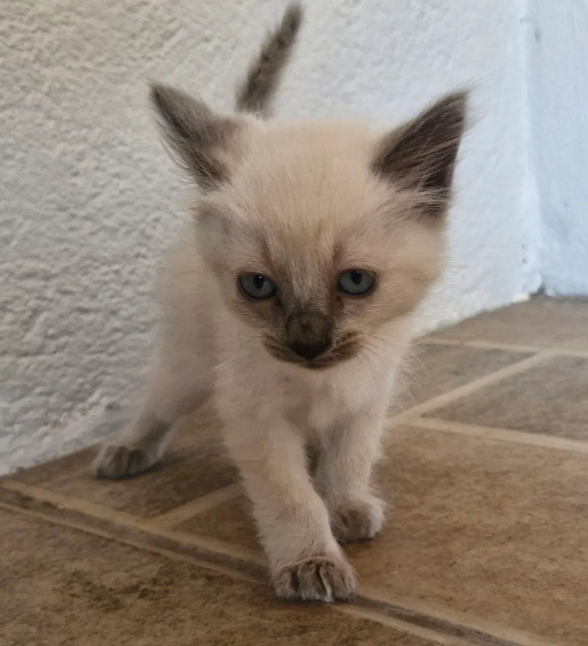 Filhote siamês  - Foto 2