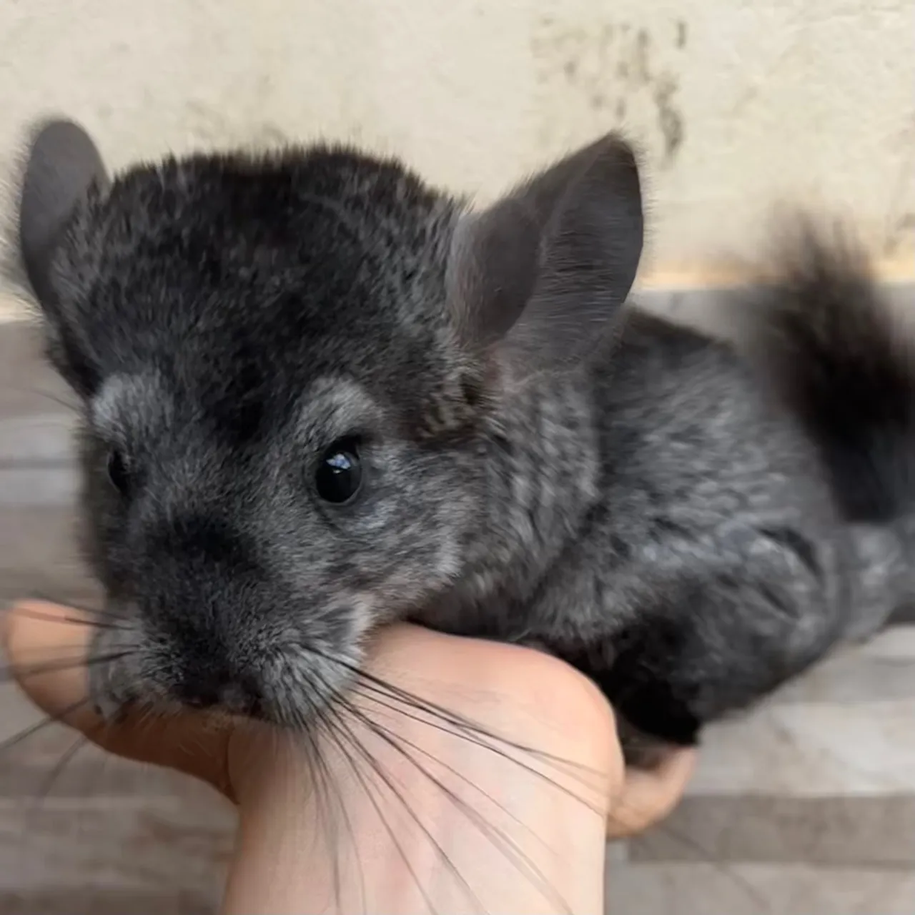 Chinchila light ebony fêmea