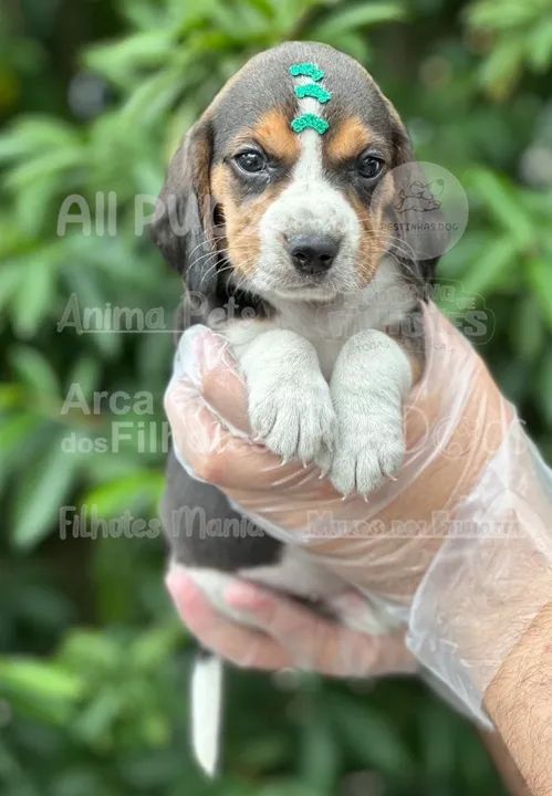 Beagle - coisas mais fofas - não perde não